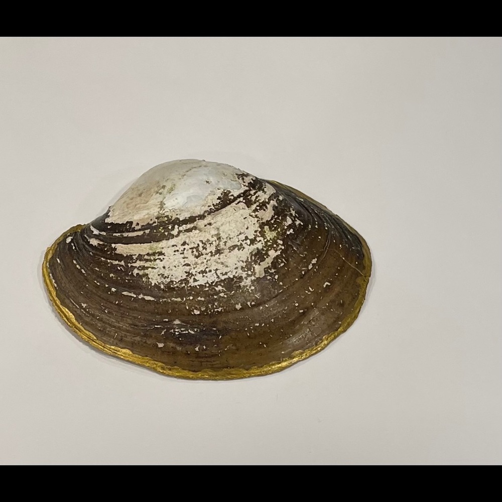 Seashell Ring Dish - Picture 3 of 3